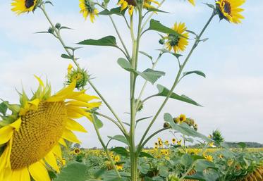 En cas d'apparition de tournesols sauvages sur les parcelles, différentes actions de lutte sont à mener. 