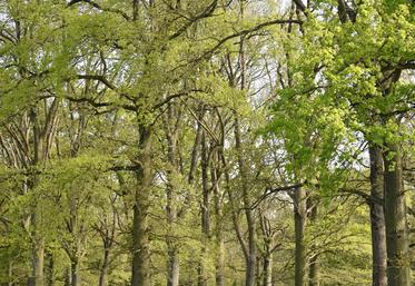 La certification FSC permet à l'AEV de faire reconnaitre sa gestion responsable et durable. 