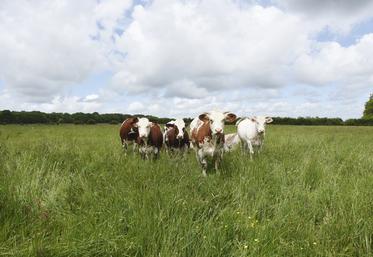 Le choix pour le statut du conjoint collaborateur est désormais limité à cinq ans. Passé ce délai, il faudra choisir entre un statut de salarié ou d'exploitant. 