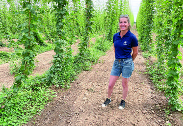 Le 28 juillet, à Theuville. Avec ses 300 poteaux de sept mètres de haut, la houblonnière de Rodolphe et Séverine Pichard se voit de loin. La première récolte est en cours.