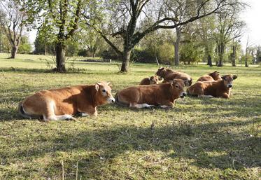 La chambre d'Agriculture propose deux journées de formation sur le coût de production en élevage bovins viande.