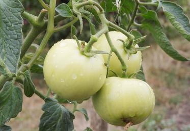 Les paysans franciliens ont vivement réagi après la diffusion du témoignage d'un maraîcher essonnien affirmant n'avoir jamais recours à l'eau sur ses cultures. 