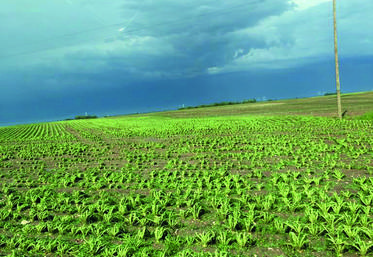 La grêle avait fait des dégâts sur la commune de Courbouzon (Loir-et-Cher) le 4 juin dernier.