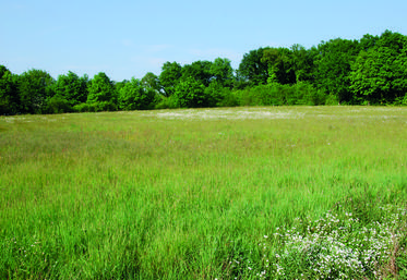 En 2023, la dérogation Ukraine est reconduite dans le cadre de la BCAE 7.