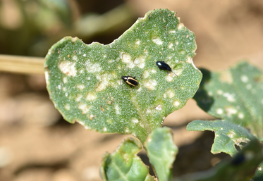 Petites altises sur colza.