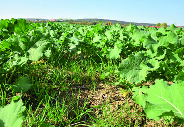 Vulpin dans le colza.