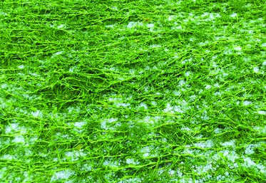 En juin dernier, le département des Yvelines avait subi un violent épisode de grêle.