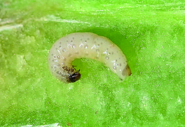 Larve de grosse altise.