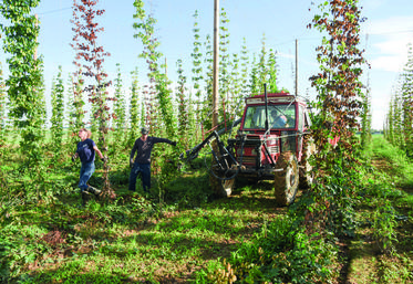 Le 14 septembre, à Theuville. La récolte du houblon ne souffre pas de retard et a demandé un certain investissement physique pour cette première.