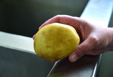 Le champignon de la dartrose apparaît sous forme de taches noires sur la peau des pommes de terre, conséquence de l'humidité et de la chaleur. 