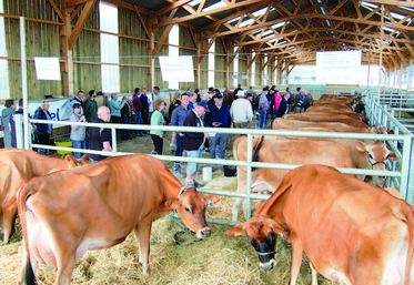 Samedi 17 septembre, à Arrou. Les délégations étrangères ont pu admirer les qualités du cheptel jersiais de la famille Hyson.