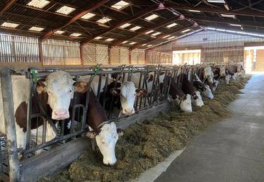 Des essais ont montré qu’il est possible de remplacer le tourteau de soja par des graines de soja toastées, avec un gain de production laitière mais une baisse des taux.