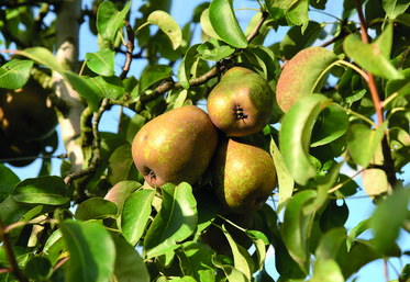 Dans son verger, Jérôme Brou cultive cinq variétés de poires, toutes impactées par les aléas climatiques.