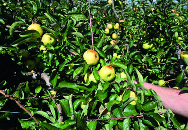 Les pommes du verger d'André Cellier, arboriculteur à Mont-Près-Chambord, ont été impactées par les fortes chaleurs de l'été.