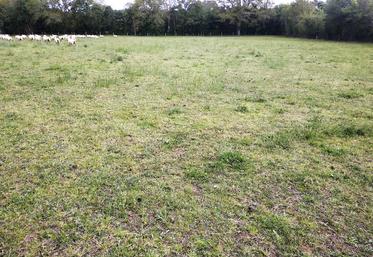 Prairie surpâturée en sortie d’hiver (photo prise en avril).