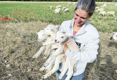 Douce surprise ce matin-là pour Marie-Laure Cuisset qui découvre une ­naissance de triplés au sein de son cheptel.