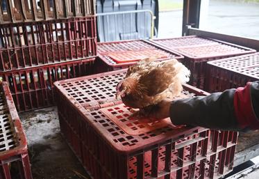 Cent poules ont été adoptées par cinquante foyers lors de l'opération «	Des poules dans mon jardin, des déchets en moins	» organisée par Agglopolys.