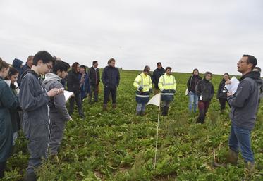 Brie-Comte-Robert, mardi 27 septembre. Le rôle des bandes fleuries est un des leviers alternatifs aux néonicotinoïdes testés dans les fermes pilotes d'expérimentation du PNRI*.