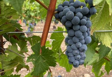 raisin noir