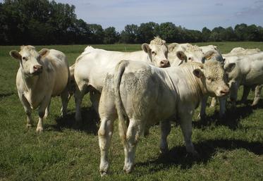 Idéalement, au printemps, on vise une hauteur d’entrée inférieure à épi 10 cm (mi-mollets) et de sortie supérieure à 5 cm (talons).