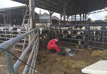 Le tapis de pesée automatique permet de s’affranchir des contraintes liées à la manipulation des animaux pour leur pesée.