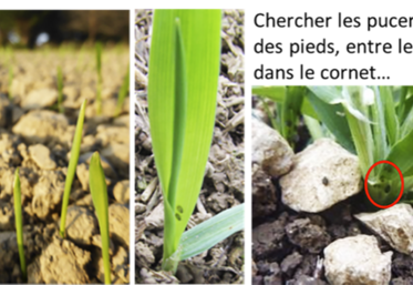 Observation de la levée aux premiers vrais gels. Attention, une observation négative n’indique pas obligatoirement l’absence de pucerons. Dans ce cas, les observations doivent se poursuivre dès le retour de conditions plus propices.