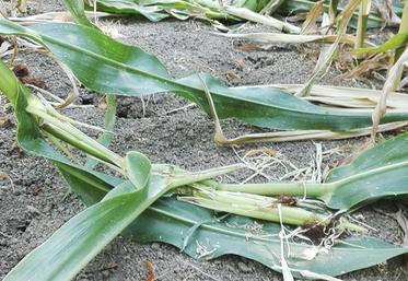 Les sangliers provoquent de plus en plus de dégâts.