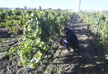 Le jeune vigneron Maxime Cadoux a repris 13 hectares pour son installation. 