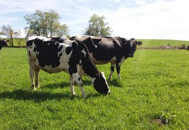 En été, la ration est composée d’herbe à volonté la journée, de 3 kg de foin la nuit et d’1 kg de céréales. La ration hivernale comprend un tiers d’enrubannage, un tiers de regain, un tiers de foin et 1,5 kg de méteil grain aplati.