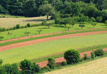 L'Inrae a organisé un colloque de restitution d'une étude sur l'impact de la diversification agricole sur les bioagresseurs.