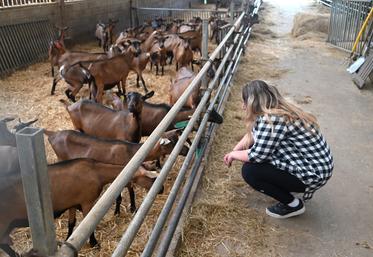 Amélie Maréchal est actuellement agente de remplacement jusqu'à fin novembre. Ensuite, elle poursuivra l'aventure caprine seule avec une installation programmée pour le début d'année 2023.