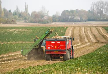 La campagne betteravière a débuté le 15 septembre dans le nord-Loiret.