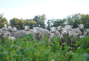 Les céréaliers économisent 30 euros de carburant et de charges de mécanisation et 30 minutes de travail par hectare à ne pas détruire les couverts ­mécaniquement.