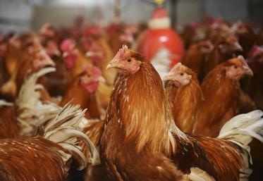 Au 4 novembre en France, 46 foyers en élevage ont été confirmés, depuis le 1er août.