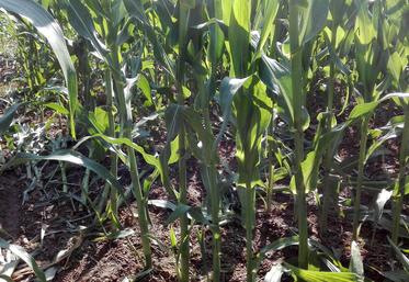 De nombreuses cultures de maïs subissent des dégâts de la part des blaireaux qui s'en nourrissent.