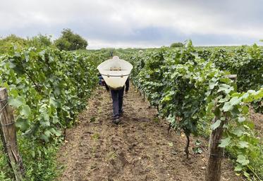 Les vendanges se sont bien déroulées pour les deux appellations du côté de Cheverny, avec des récoltes moyennes qui sont correctes malgré une hétérogénéité due aux aléas climatiques.