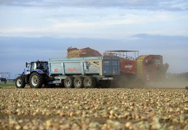 Sécheresse et chaleur ont engendré une baisse de la production d'oignons en Beauce. Sans irrigation, la situation aurait été catastrophique.