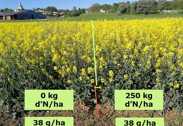 Pesée d'un colza avant hiver.