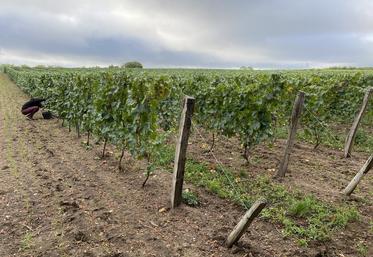 La viticulture en Loir-et-Cher a subi des aléas climatiques dans certaines micro-régions créant une forte hétérogénéité des rendements cette année. 