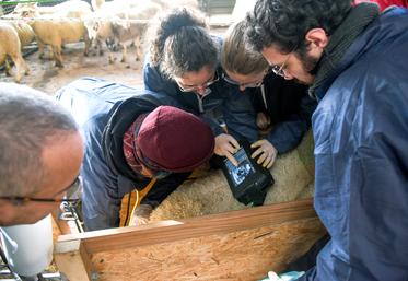 Le 24 novembre, à Thivars. Environ trois cents brebis ont été échographiées par les étudiants vétérinaires de l'école d'Alfort en partenariat avec le GDS Centre.