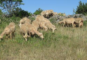 En faisant pâturant les surfaces pastorales aux brebis et agnelles, Caroline et Alain Compan économisent sur les intrants tout en entretenant les espaces ouverts.