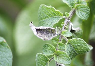 Pour Arvalis, il faut utiliser différents leviers de protection contre le mildiou.