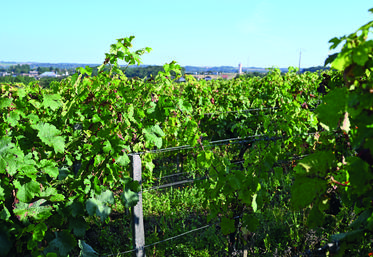 Selon Interloire, «	les conditions météo pendant les vendanges ont été particulièrement favorables à la maturation du raisin	».