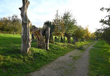 Les trognes étaient à l'honneur lors des Rencontres nationales organisées en novembre dernier par la Maison botanique de Boursay. 