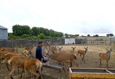 À Épuisay, la Ferme de l'étang possède dans son élevage un troupeau de 90 cervidés en reproduction et 65 autres cervidés pour la consommation de cet hiver.