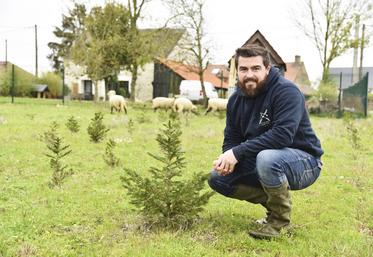Bien que petits aujourd'hui, les sapins d'Adrien Doret seront amenés à décorer votre intérieur lors des prochaines fêtes de Noël.