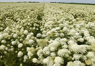 La filière semences et plants a subi de plein fouet les aléas de la campagne 2022.