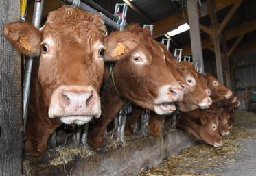 Pour optimiser le montant de ses aides bovines, l’éleveur doit raisonner sa date de référence, celle où il estime qu’il aura le plus d’UGB primables.