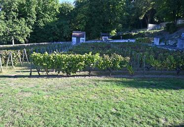 Les nouvelles règles du label HVE imposent aux exploitants viticoles un enherbement de plus de 50	% de la SAU, contre 25	% auparavant. 