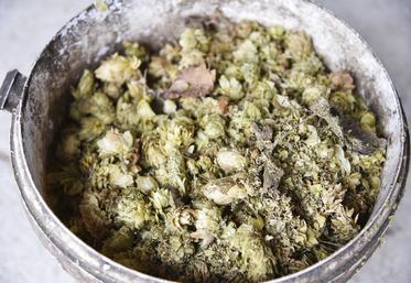 Le producteur commercialise des fleurs fraîches et séchées, et transforme une partie de sa production en pellets.